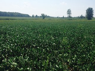 Property photo 5 - REAL ESTATE AUCTION - 56.7+/- ACRES OFFERED IN 3 TRACTS IN STEUBEN COUNTY
